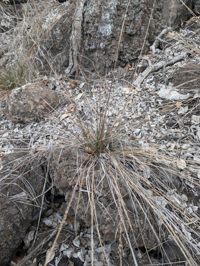 Pacific Lovegrass photo 2