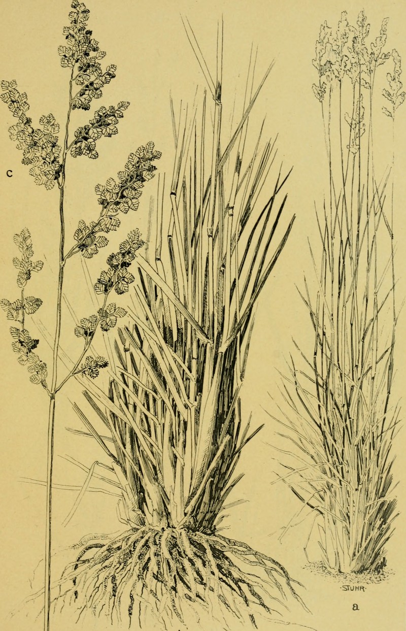 African Lovegrass