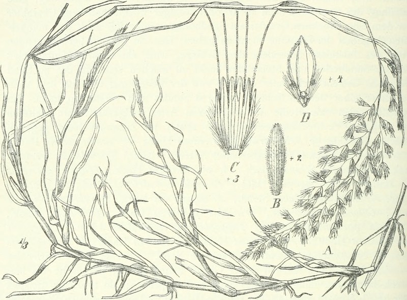 African Lovegrass photo 5