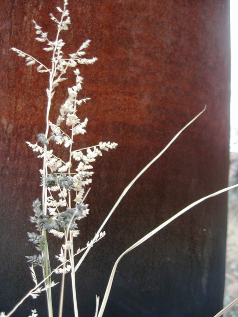 African Lovegrass photo 6