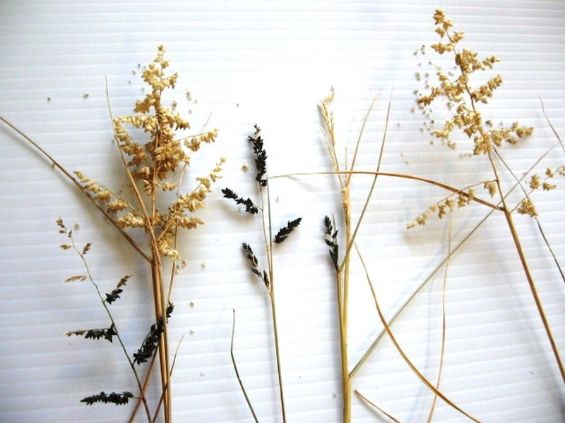 African Lovegrass photo 2