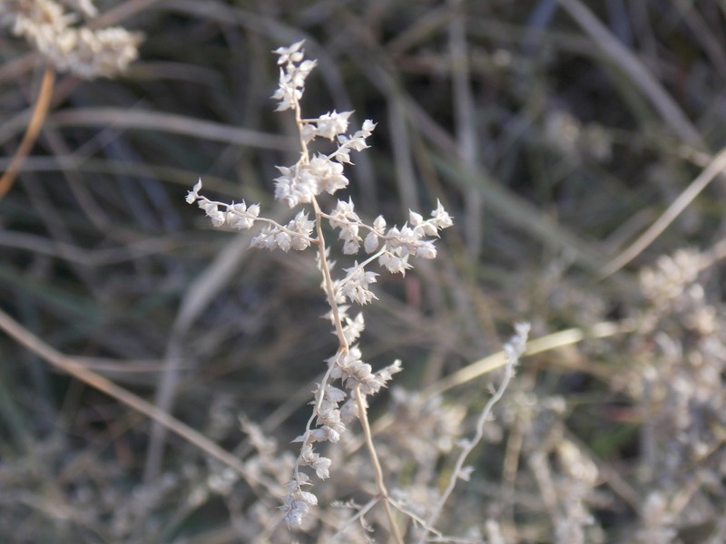 African Lovegrass photo 3