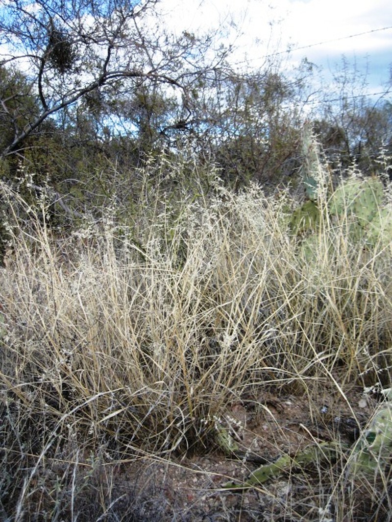 African Lovegrass photo 4