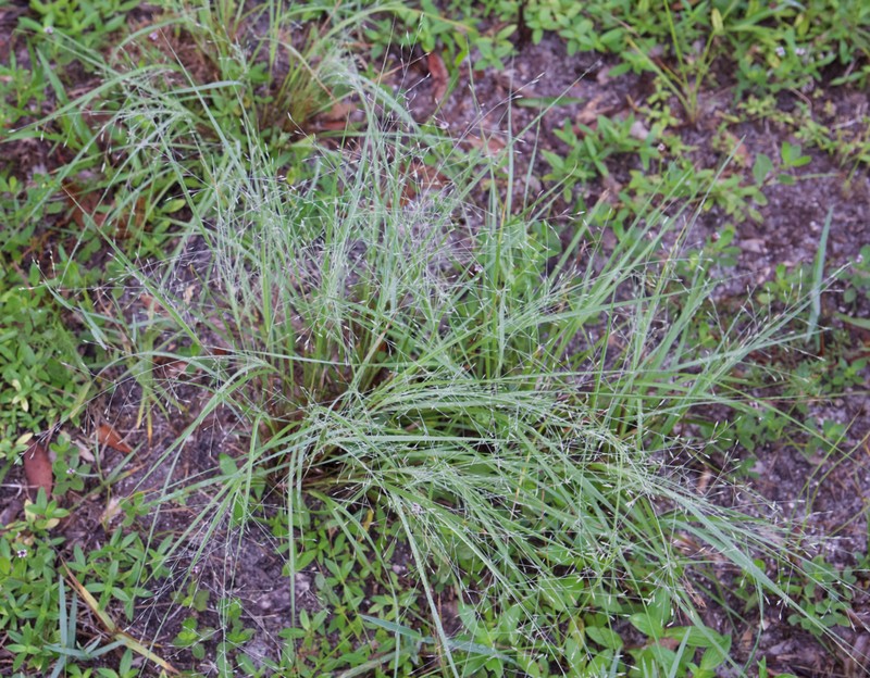 Field Lovegrass