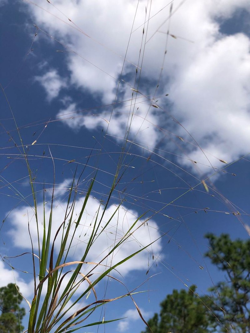 Field Lovegrass photo 2