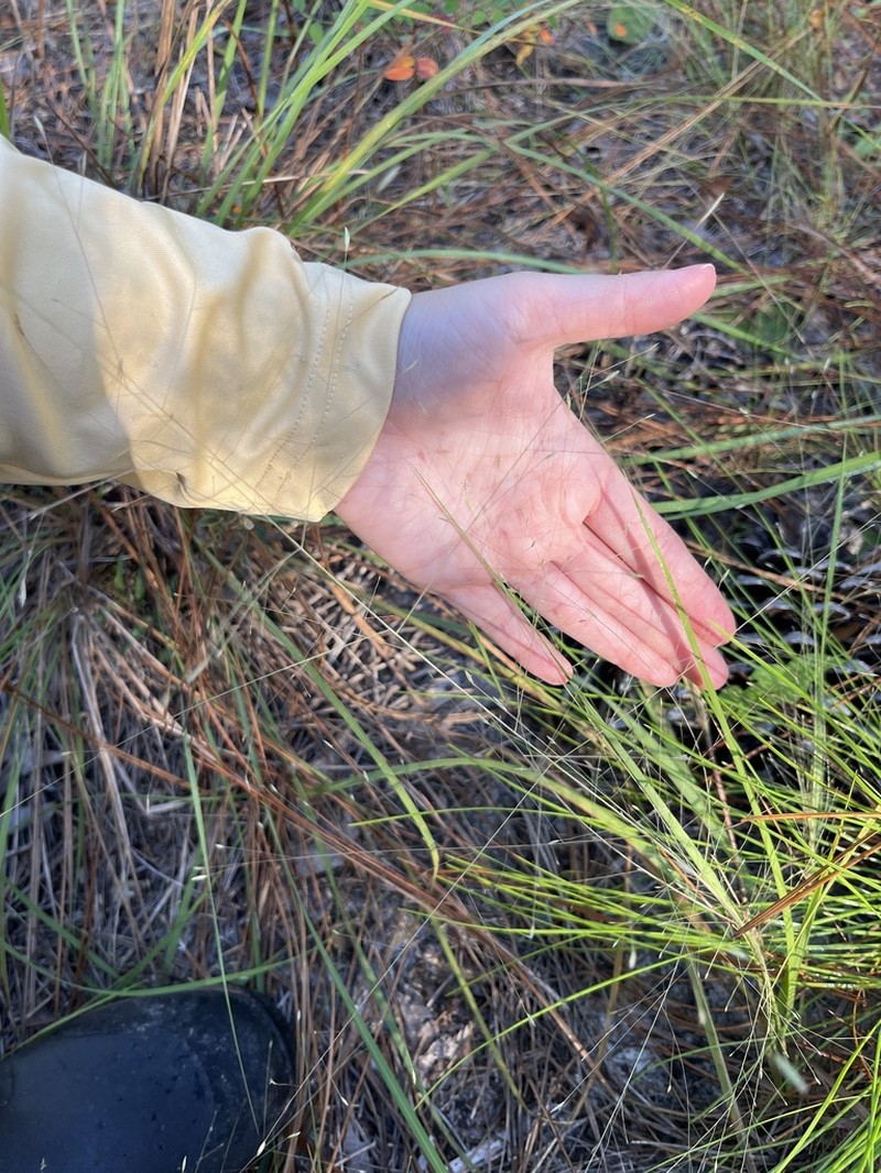 Field Lovegrass photo 3
