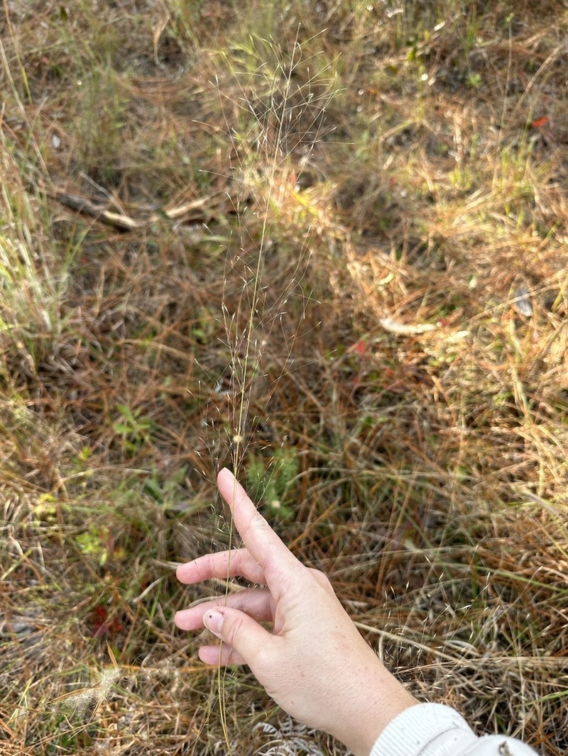 Field Lovegrass photo 4