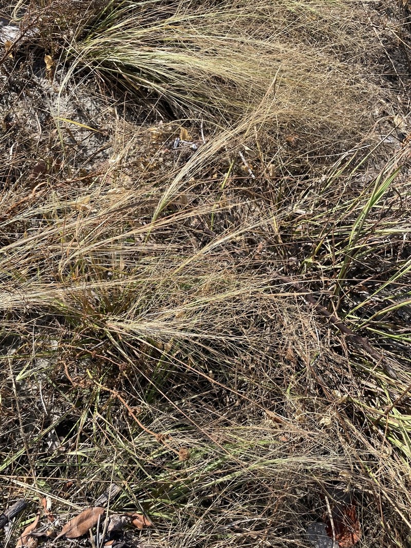 Field Lovegrass photo 5