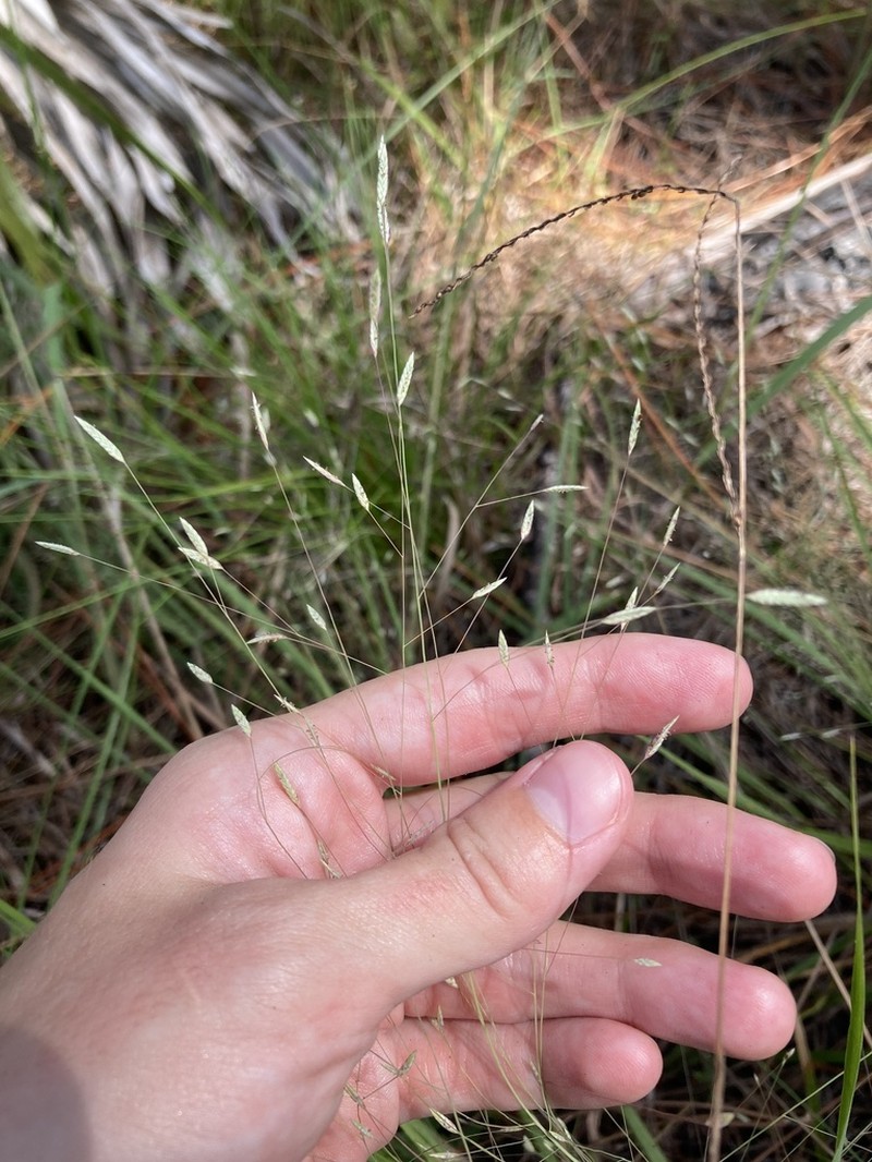 Field Lovegrass photo 6