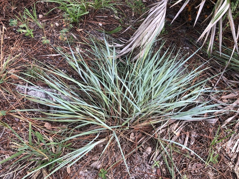 Field Lovegrass photo 7