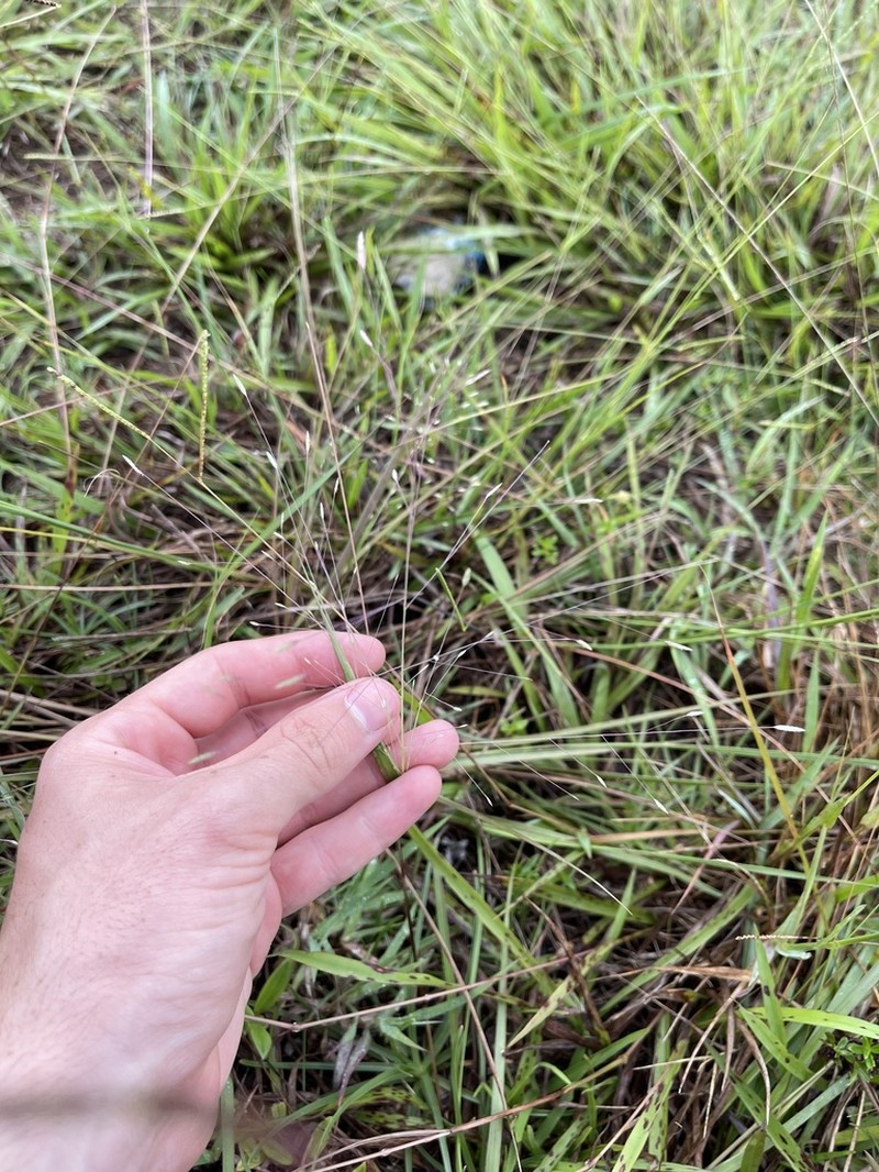 Field Lovegrass photo 8