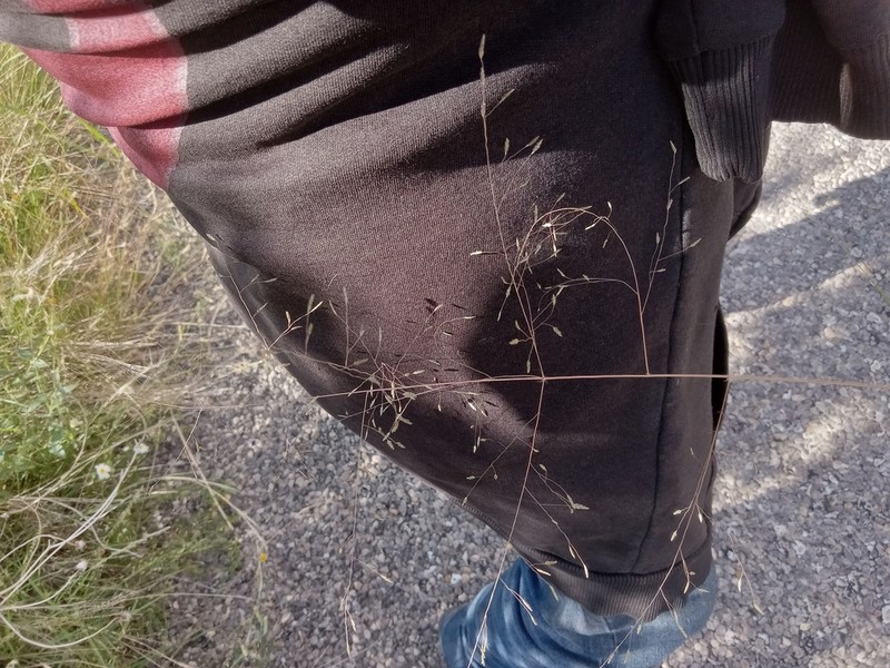 Chihuahuan Lovegrass