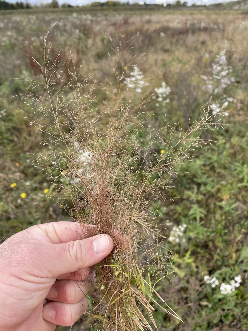 Sandbar Lovegrass photo 2
