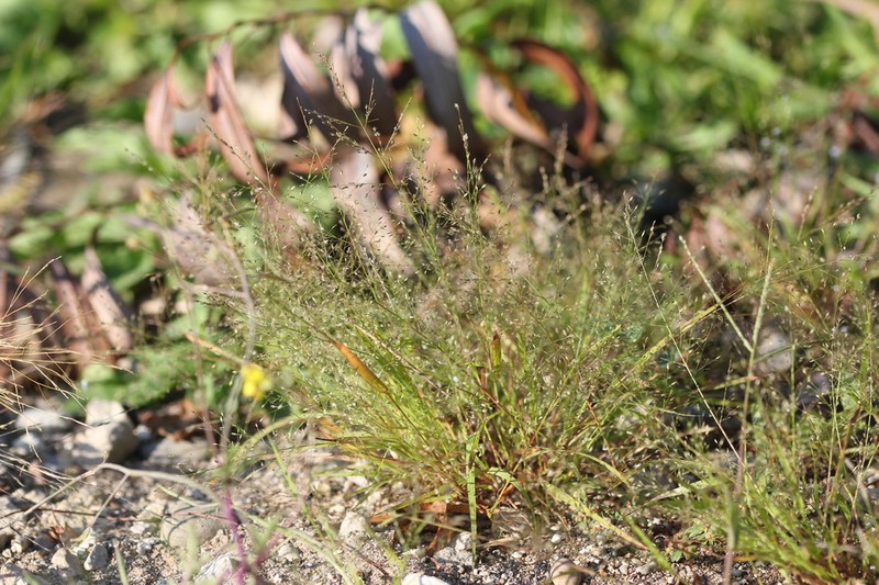 Sandbar Lovegrass photo 3