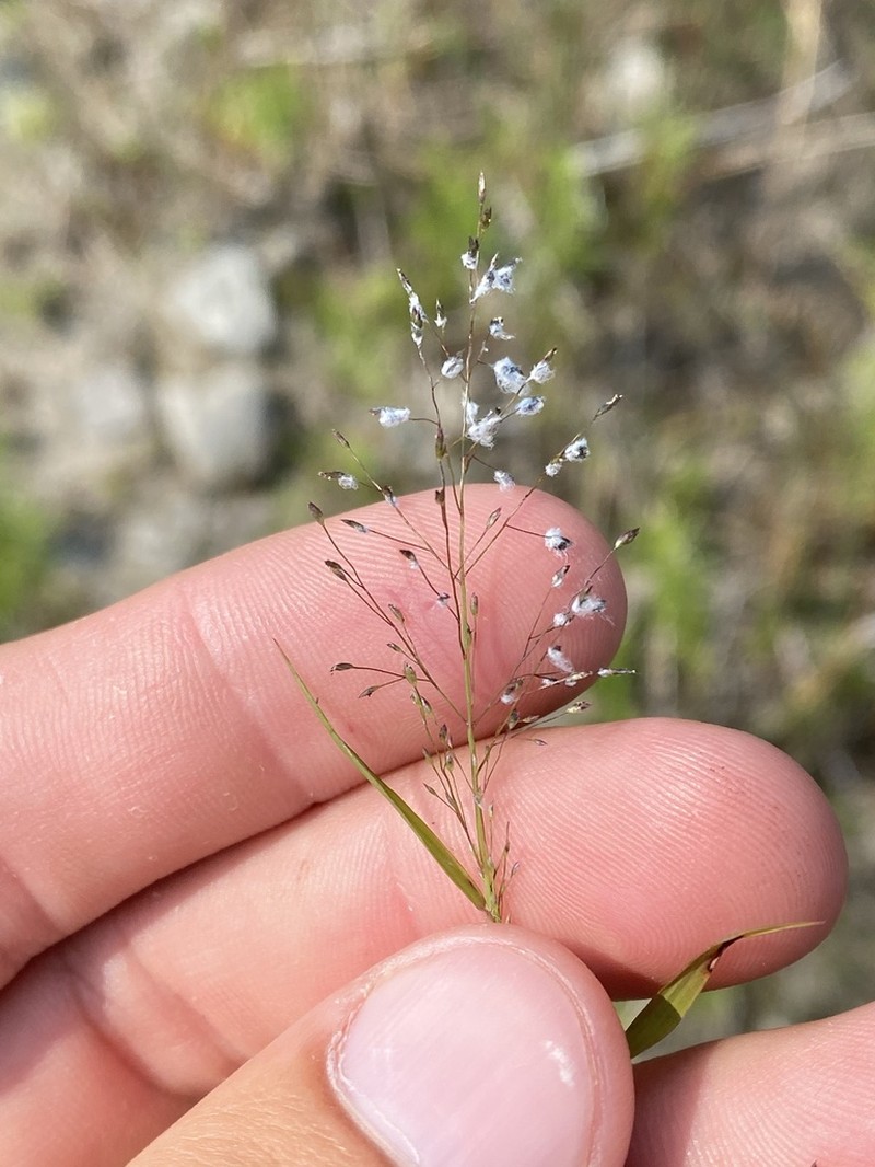 Sandbar Lovegrass photo 4