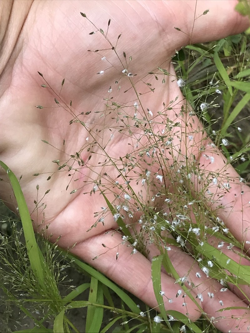 Sandbar Lovegrass photo 5