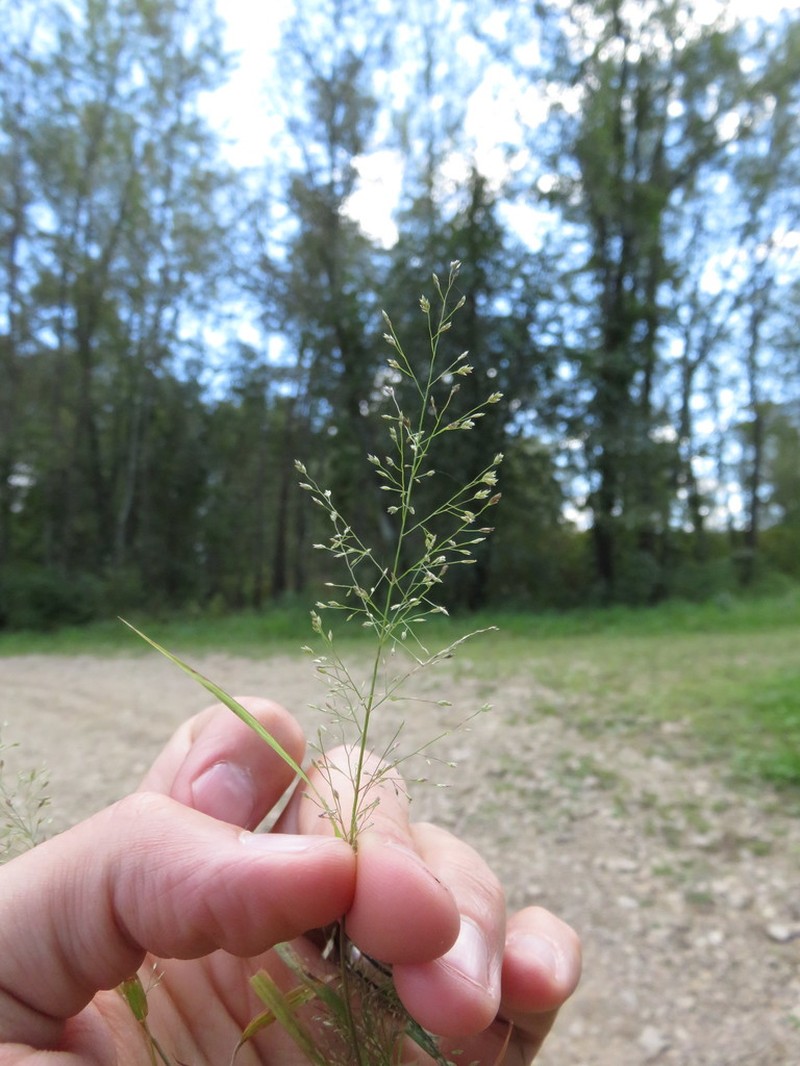 Sandbar Lovegrass photo 6