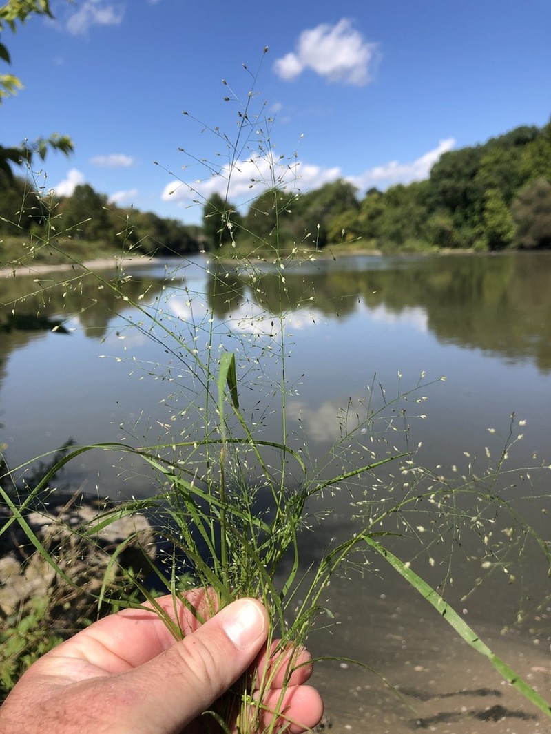 Sandbar Lovegrass photo 8