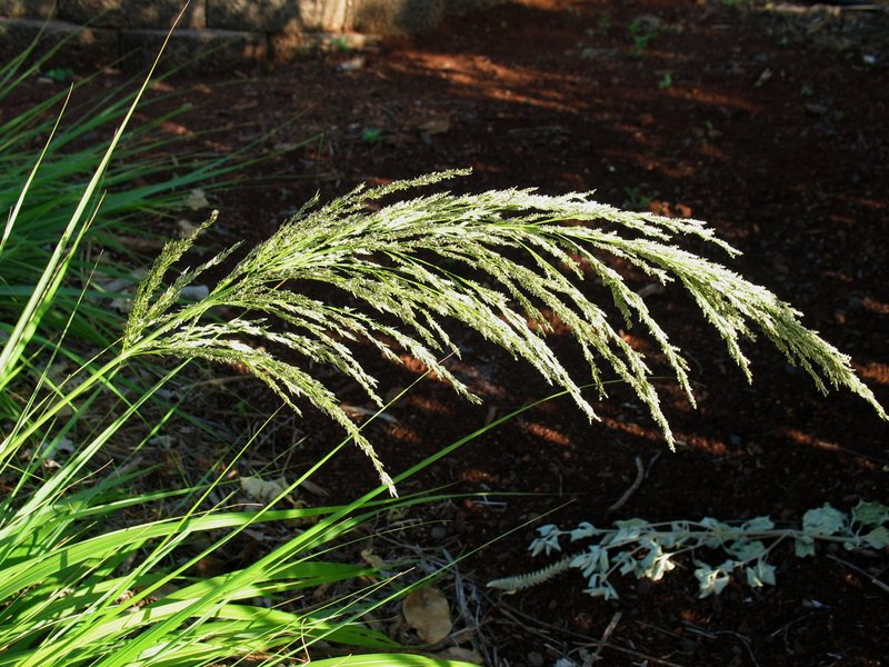 Large Hawai'I Lovegrass