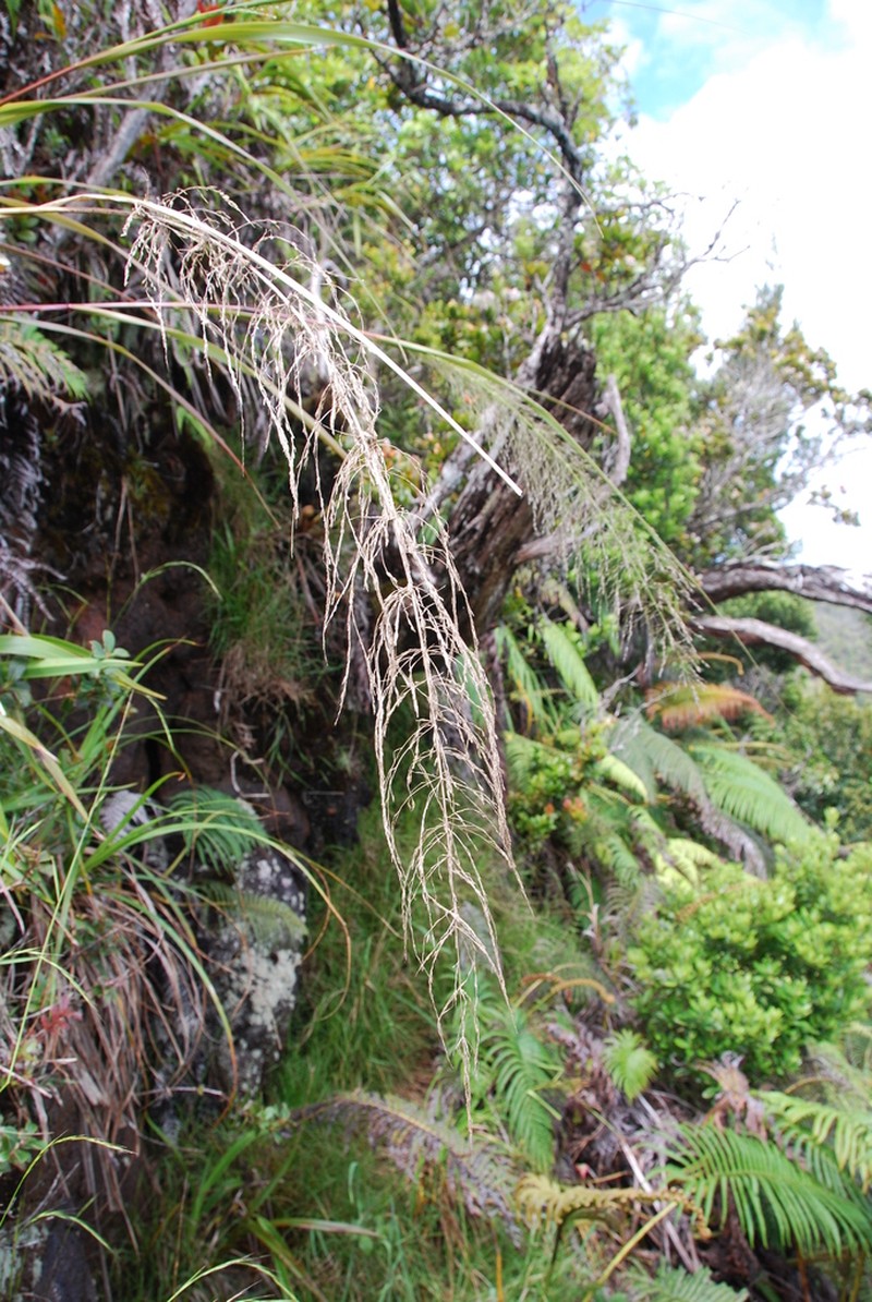 Large Hawai'I Lovegrass