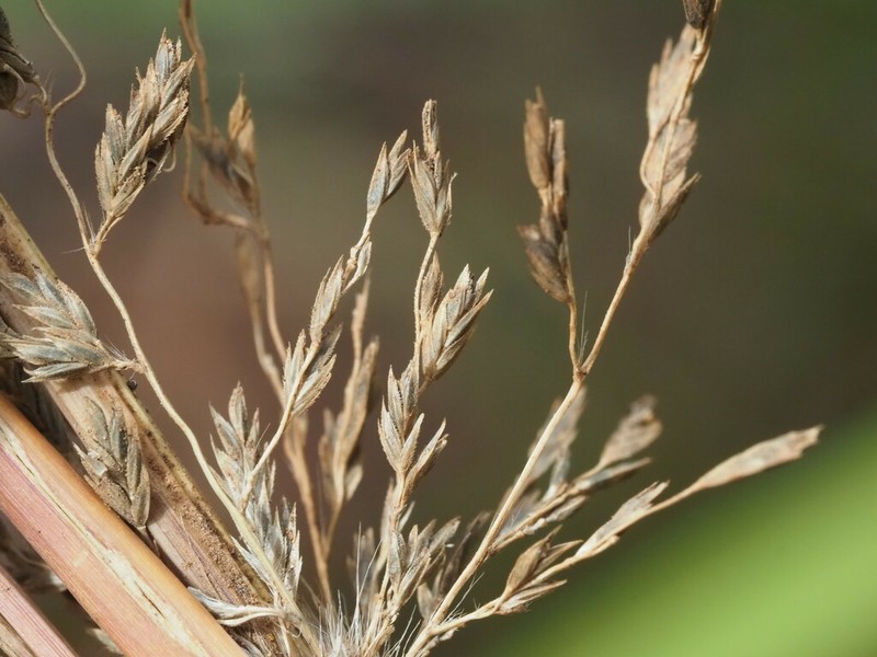 Large Hawai'I Lovegrass photo 2