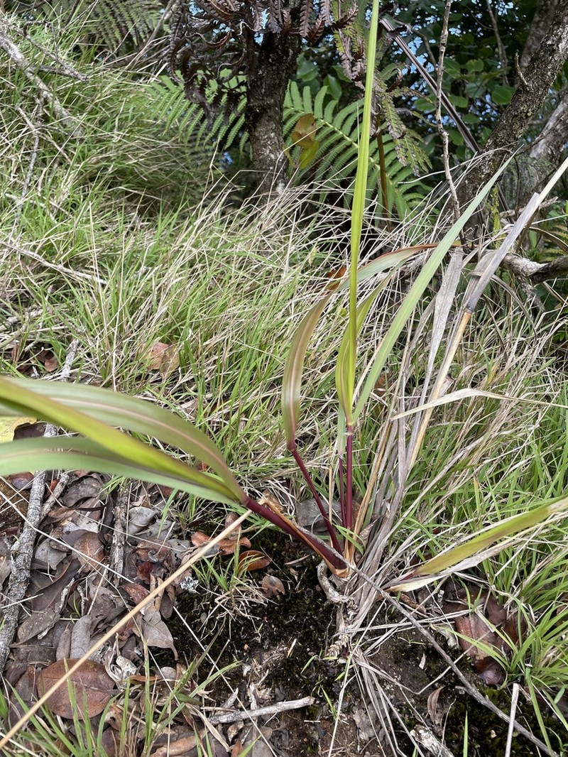 Large Hawai'I Lovegrass photo 3