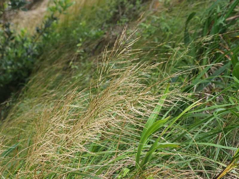Large Hawai'I Lovegrass photo 4