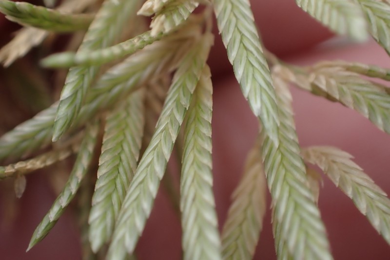 Large Hawai'I Lovegrass photo 5