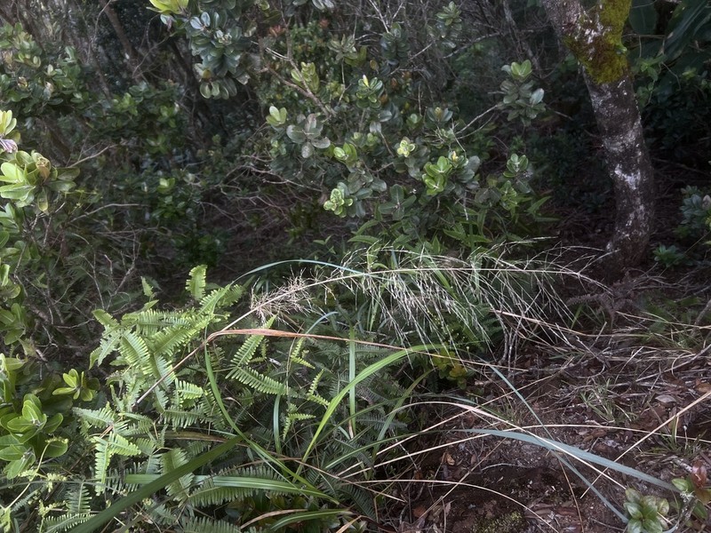 Large Hawai'I Lovegrass photo 6