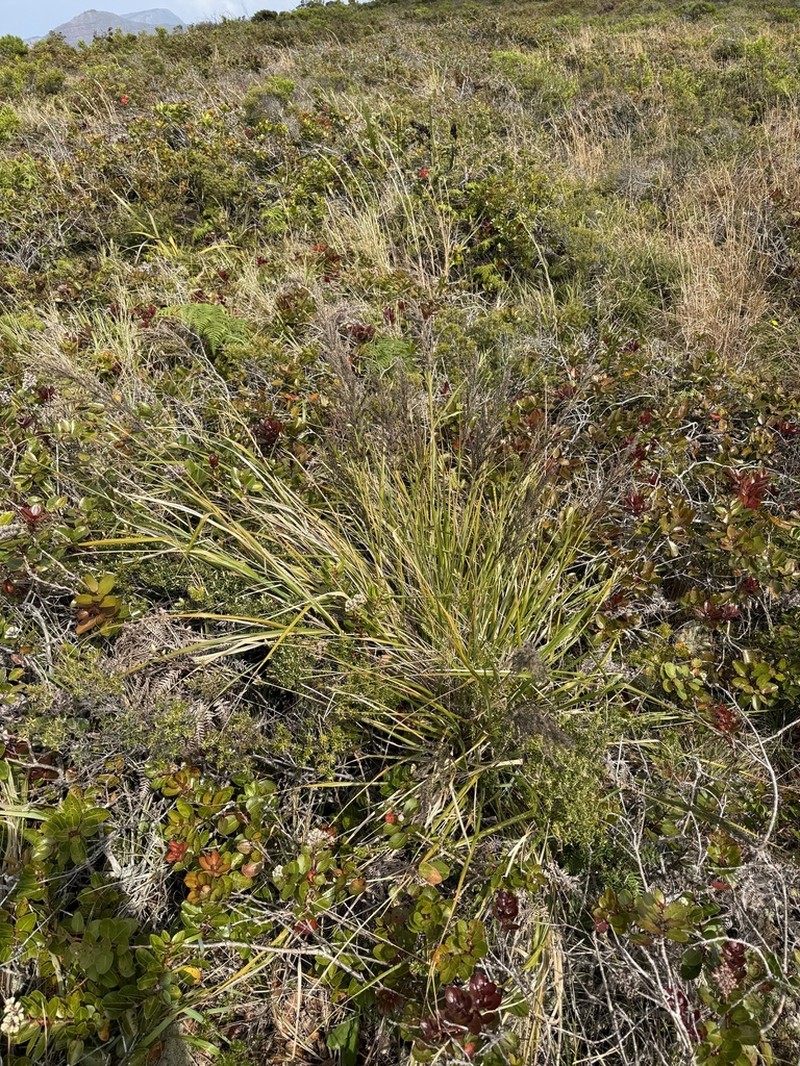 Large Hawai'I Lovegrass photo 7