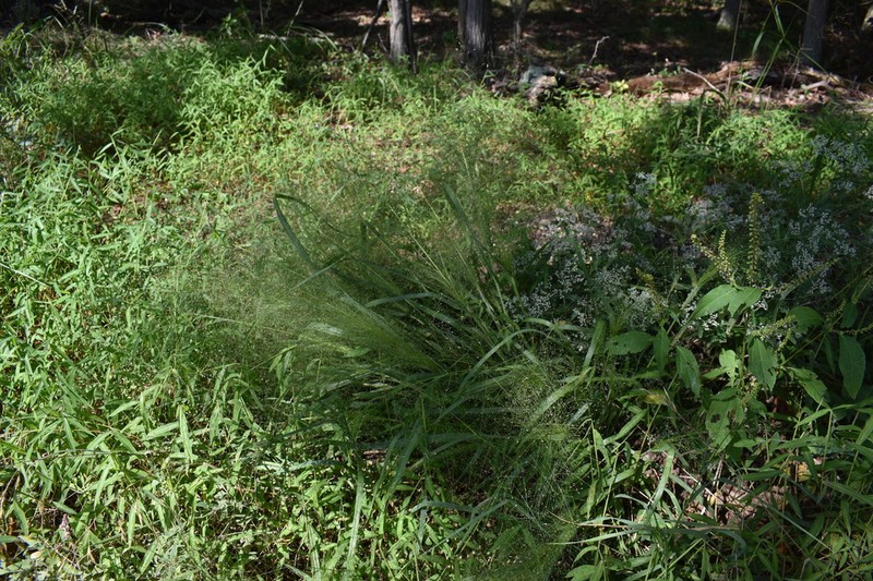 Bigtop Lovegrass
