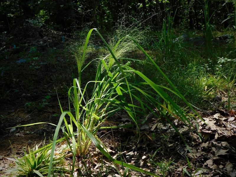 Bigtop Lovegrass photo 2