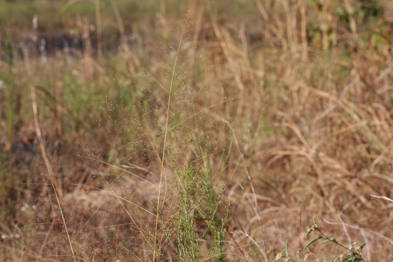 Bigtop Lovegrass photo 5