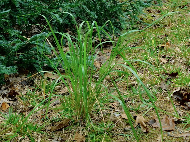 Bigtop Lovegrass photo 7