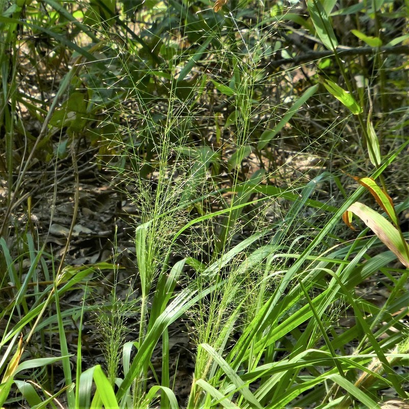 Bigtop Lovegrass photo 8