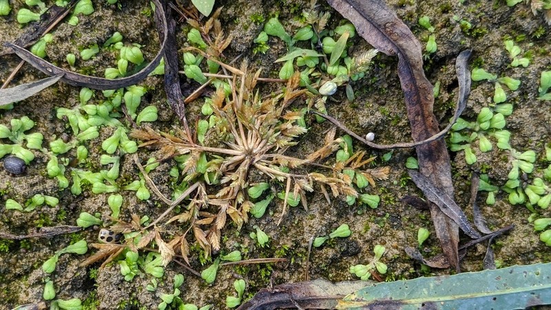 Teal Lovegrass