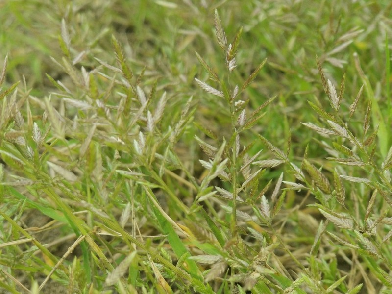 Teal Lovegrass photo 2