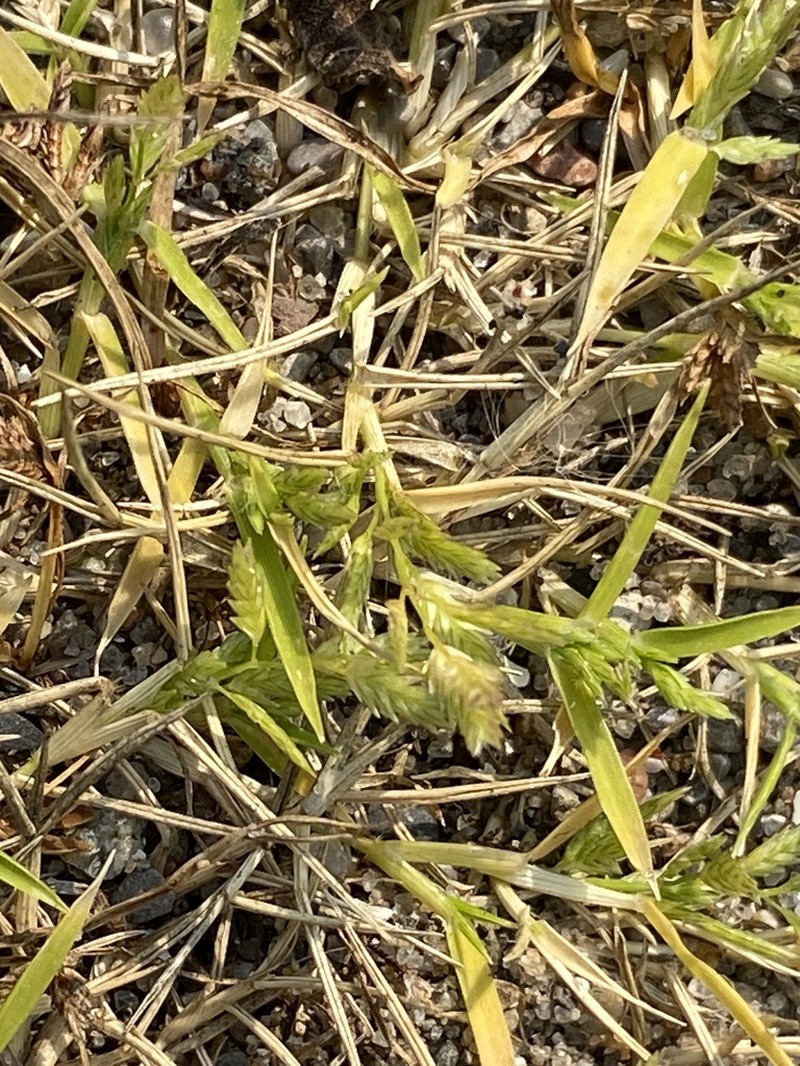 Teal Lovegrass photo 3