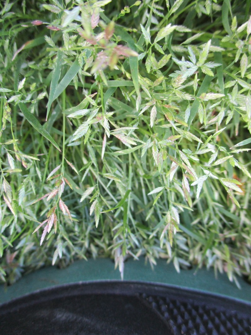 Teal Lovegrass photo 4