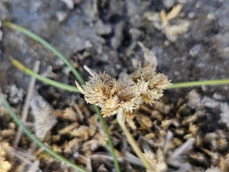 Teal Lovegrass photo 5