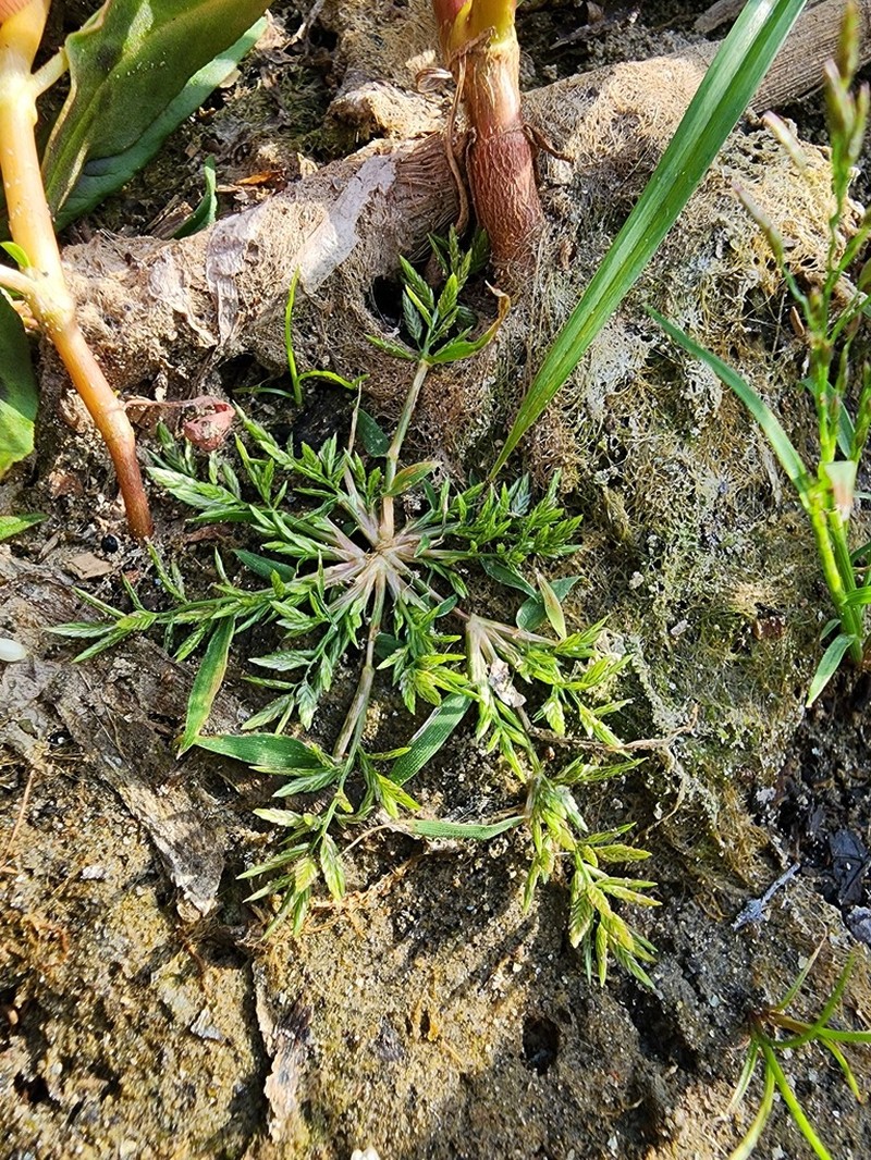 Teal Lovegrass photo 6