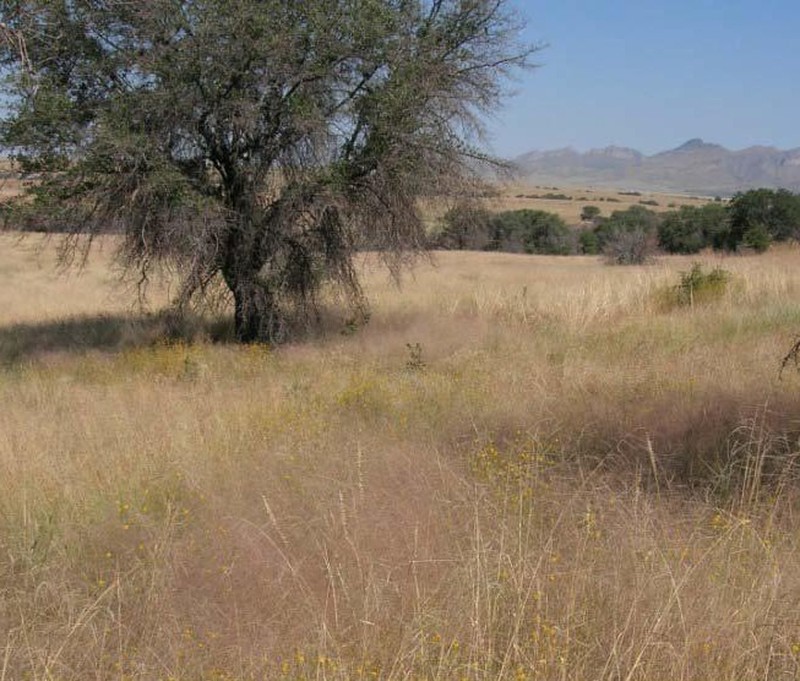 Plains Lovegrass