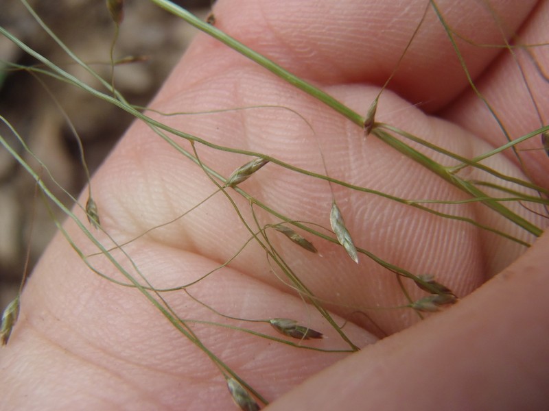 Plains Lovegrass