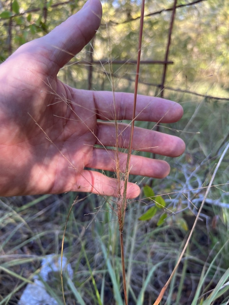Plains Lovegrass photo 2