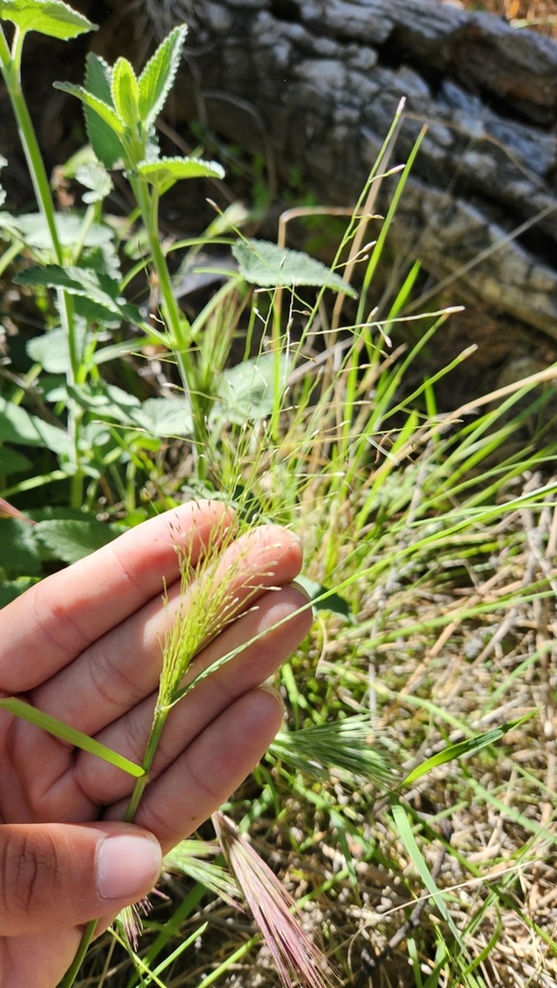 Plains Lovegrass photo 3