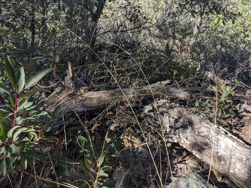 Plains Lovegrass photo 6