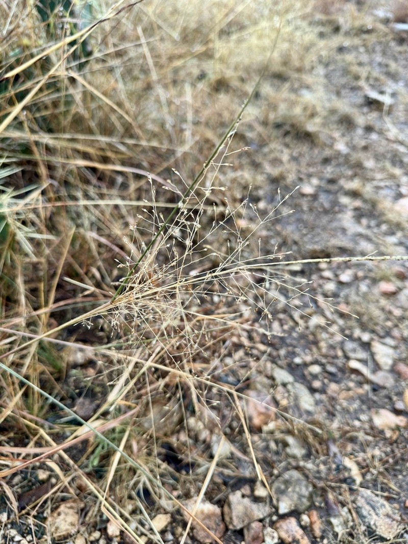 Plains Lovegrass photo 7