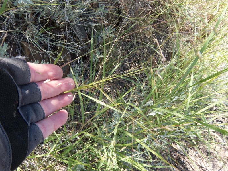 Plains Lovegrass photo 8