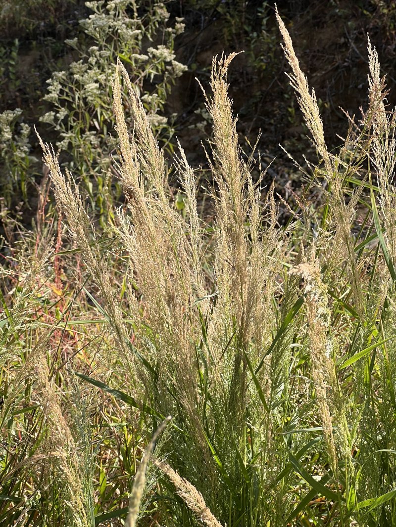 Pond Lovegrass photo 3