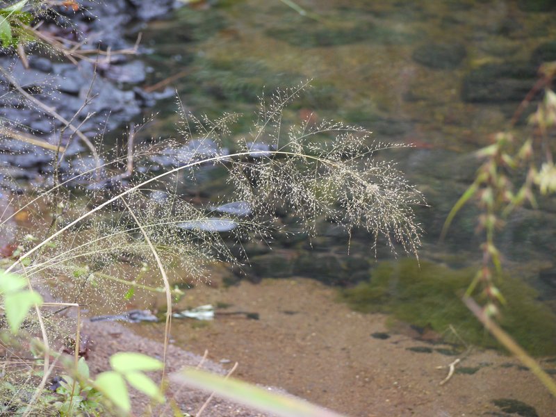 Pond Lovegrass photo 4